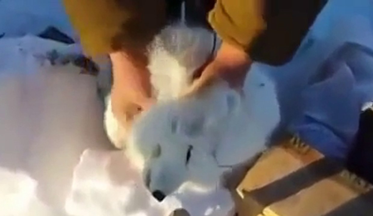 Un zorro ártico se hizo el muerto para escapar de los cazadores