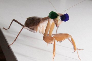 Colocan gafas 3D a una mantis para un estudio