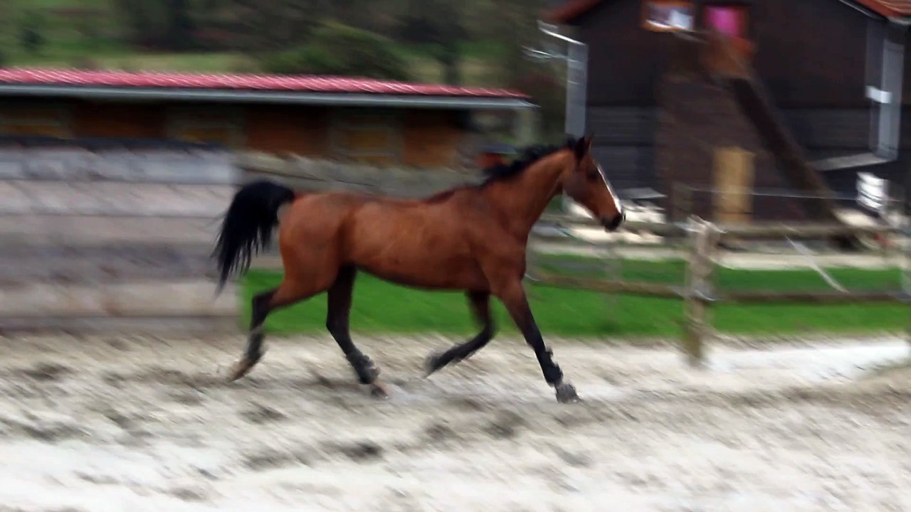 16-01-10 - Trot en liberté 4