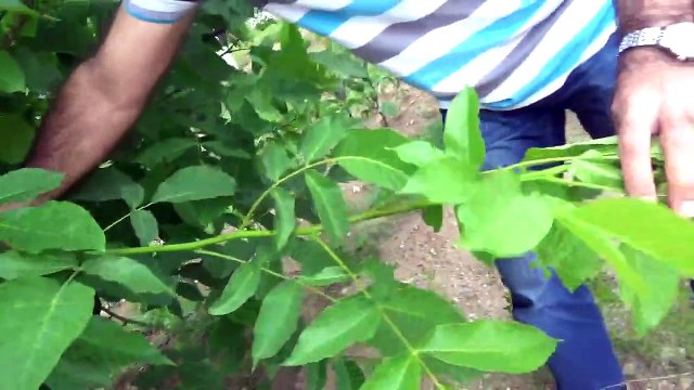 Kırıkkale Bahşili Kırşehir Ceviz Kayısı Kiraz Elma Ağacı Aşılı Armut Fidanı Ankara