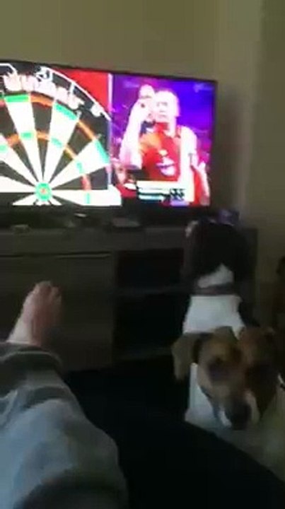 Ce chien est magique quand il regarde une compétition de fléchettes