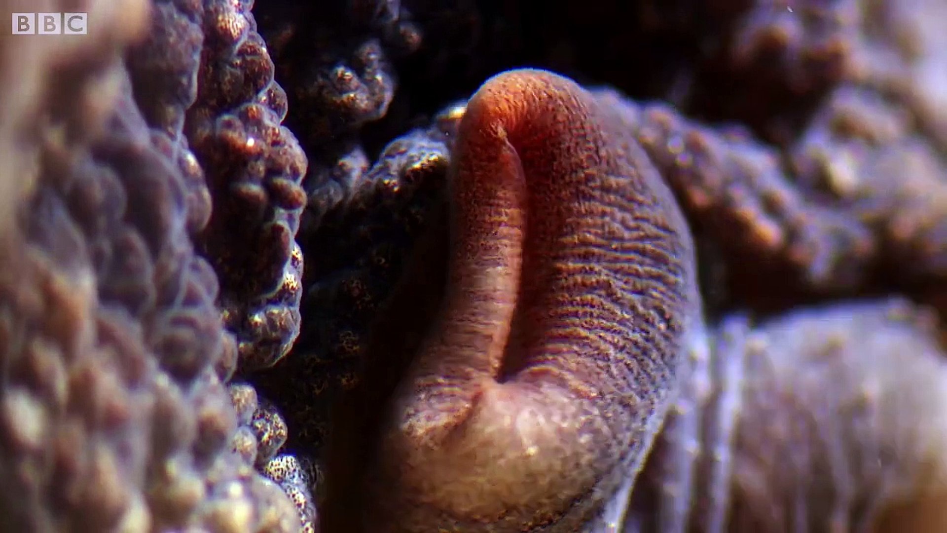 ⁣Amazing Walking Octopus