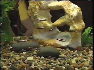 Theodore Tugboat TV PBS Broadcast Theodores Big Decision / Hank Stays Up Late