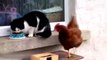 Cats and dogs fight over food bowls & dishes Funny animal compilation