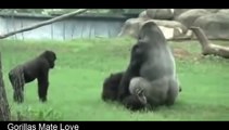 Best Animals Mating: Gorilla mating love in Zoo funny videos 2016
