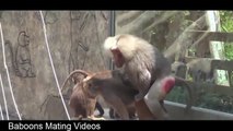 Best Animals Mating: Monkey mating - Baboons mating funny videos 2016