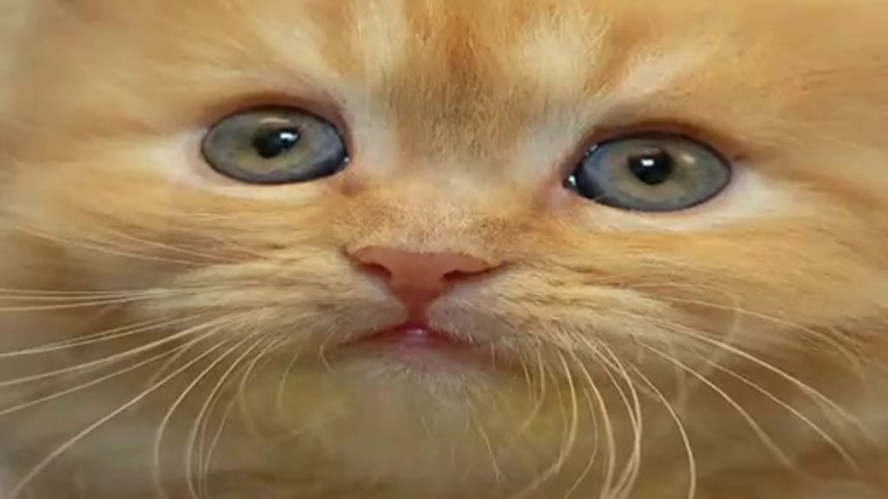 allahin yolunu hiç bir kafir buyuk forunuslu suretli seytanlar bile kapataz allah isinde galiptir malup melun seytandir onlara tapandir allah galiptir tum ovguler ona mahsustur huuuuuuuuuuuuuuuuuuuuuuuuuuuuuuu??????????????????