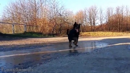 Funny Animals Slipping on Ice Compilation 2015 [NEW HD]