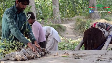 Episode 17 The mega Billion Tree Tsunami Project