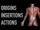 Abdominal Muscles - Origins, Insertions & Actions - Black Background