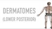 Dermatomes - Lower Body - Posterior - Anatomy Quiz