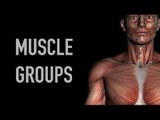 Arm and Elbow Muscle Groups - Black Background