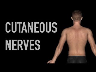 Anterior Cutaneous Nerves - Anatomy Quiz - Black Background