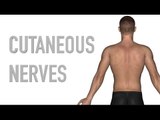 Posterior Cutaneous Nerves - Anatomy Quiz