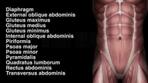 Abdominal and Gluteal Muscles - Locations - Black Background