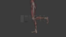 Quadriceps Muscles - Origins, Insertions & Actions - Black Background