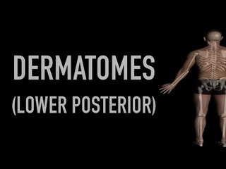 Dermatomes - Lower Body - Posterior - Anatomy Quiz - Black Background