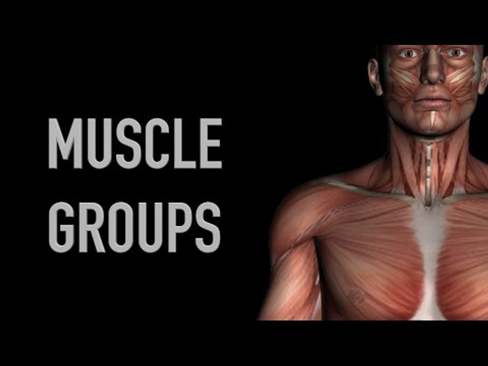 Abdominal and Neck Muscle Groups - Black Background