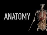 Organs and More - Anatomy Quiz - Black Background