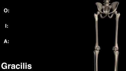 Gracilis, Piriformis, Plantaris, Popliteus, Sartorius & TFL - OIA - Black Blackground