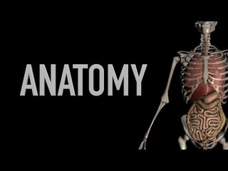 Digestive System - Anatomy Quiz - Black Background