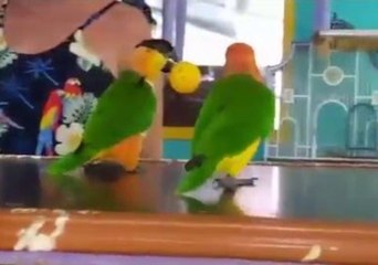 Adorable Parrots Shoot Some Hoops