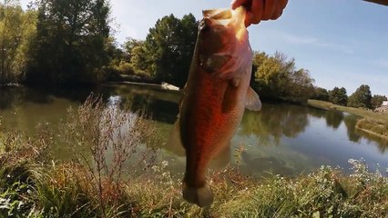 Texas Rig Bass Fishing