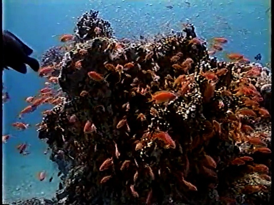 地球ロマン　生き物たちを巡る旅　（1996年放送） #1