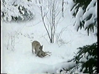 地球ロマン　生き物たちを巡る旅　（1996年放送）#3