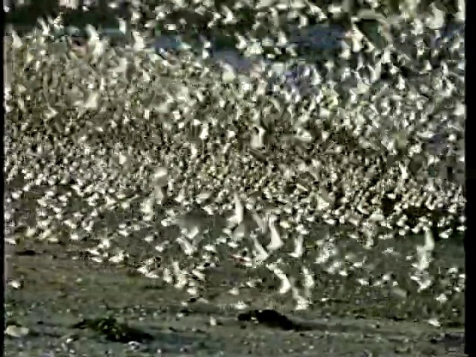 地球ロマン　生き物たちを巡る旅　（1996年放送） #5