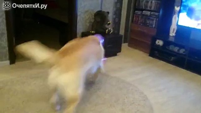 Собака радуется воздушным шарам