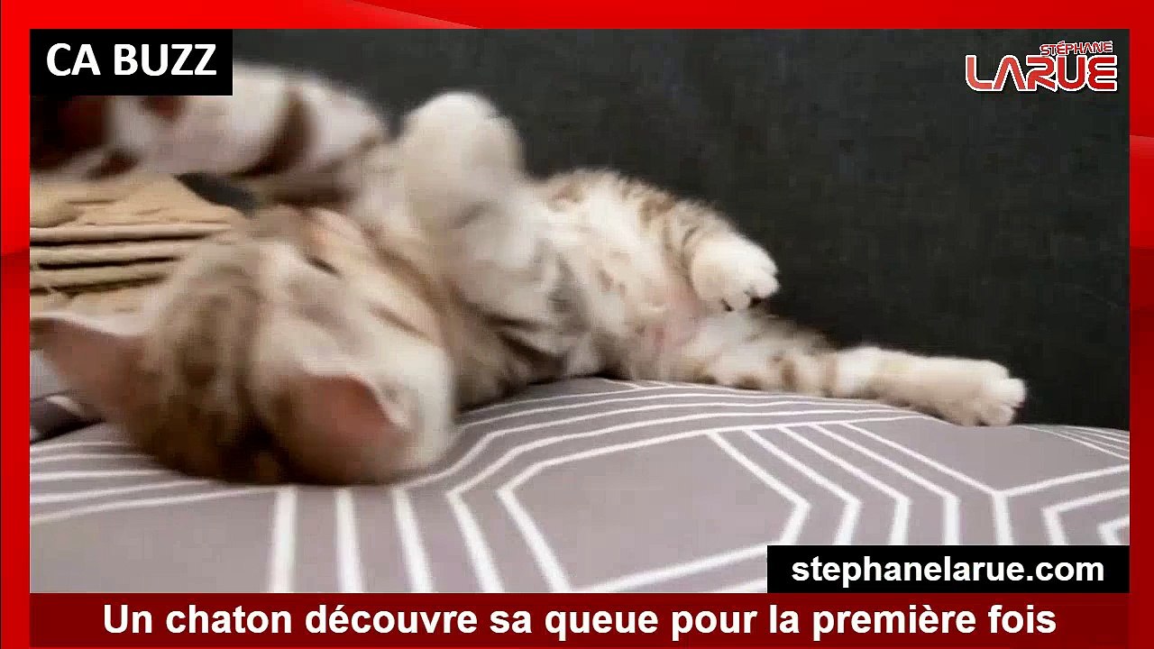 Un chaton découvre sa queue pour la première fois