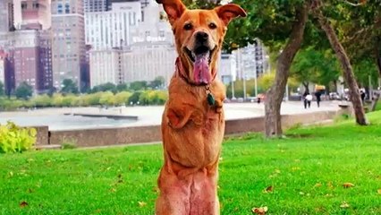 Top 10 animals walking on two legs compilation - Funny animal compilation