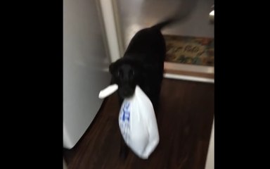 Dog Helps With Groceries