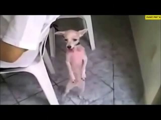 Cat and Dog Dancing on Music Song very Funny Video