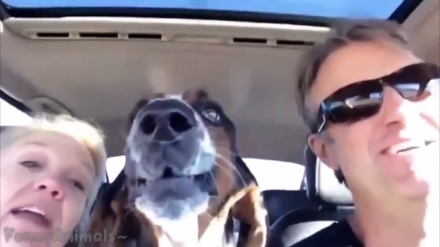 10 Funniest Basset Hound Videos