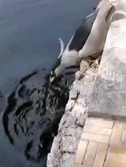 Умная птичка