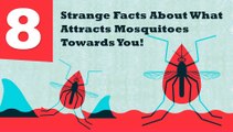 What Attract Mosquitoes To Bite Humans & How to Prevent Them– Mosquito Repellent