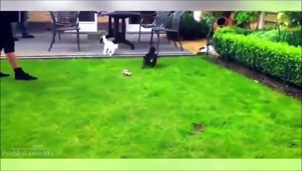 Chiens VS chats ! Video Compilation