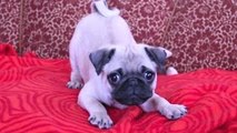 Cuccioli che Abbaiano Compilazione Simpatico Cane che Abbaia Video [NUOVO]