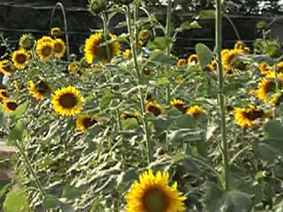 TVC of Sunflower Allaaqay waqat kashat 05-01-16