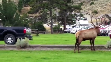 Elk charges passing vehicles