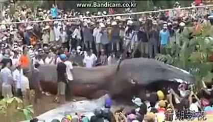 Worlds largest ANACONDA in Nepal after earth quack