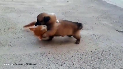 dünyanın en tatlı kavgası