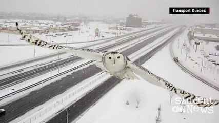 CNN Student News - January 11, 2016 - English Sub