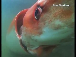 Calamar géant filmé dans une baie au Japon ! Vidéo rare.