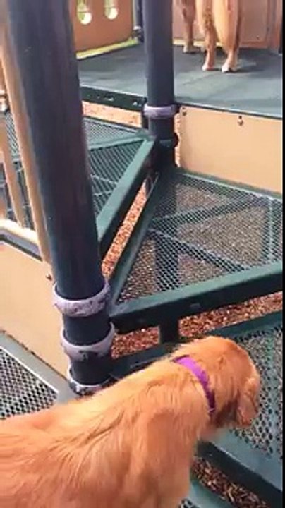Ce golden retriever est effrayé par le toboggan