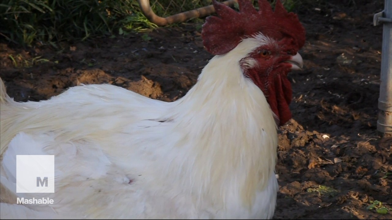 Meet big mac the 23 pound chicken