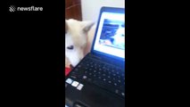 Husky fascinated by another dog it sees YouTube