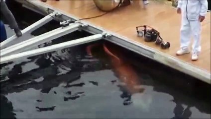 Voici un l'énorme Calamar géant filmé dans les eaux japonaises